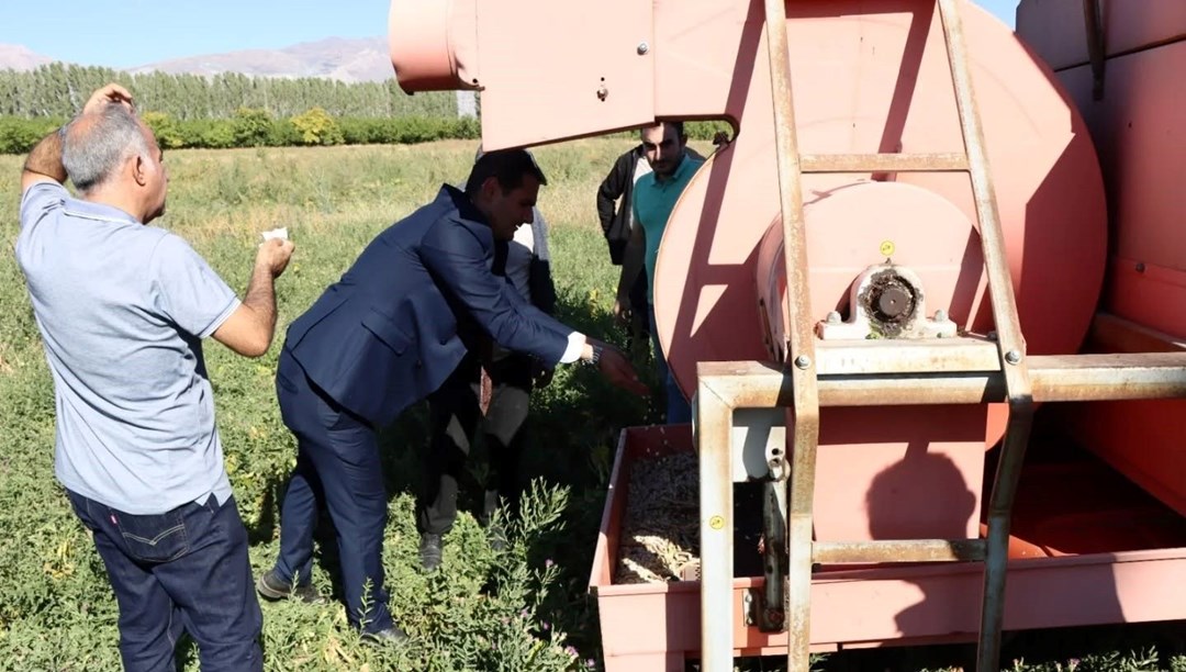 Erzincan’da ekimi yapılmıştı: Kuru fasulye hasadı başladı
